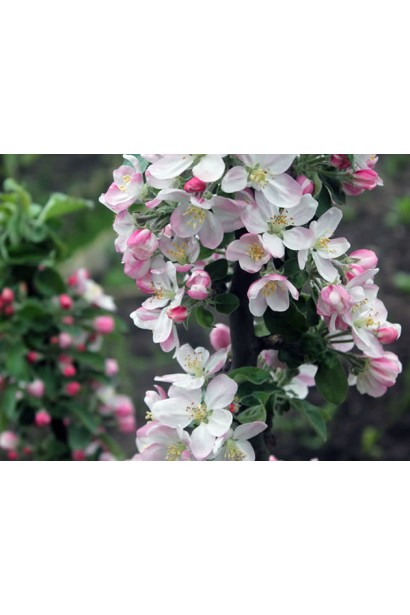 Яблуня колоновидна ‘Легенда’